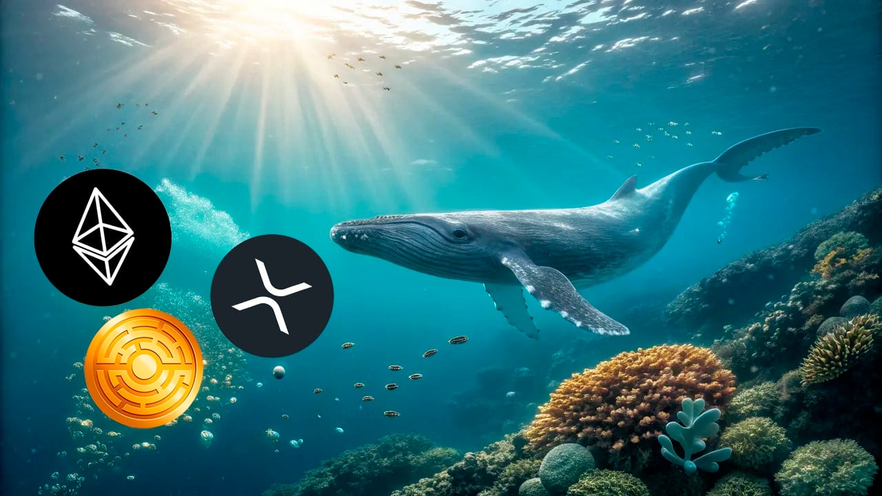 Wieloryby kupują ETH, a ekspert prognozują XRP na poziomie 8 dolarów, a może choćby więcej? Czy ETH będzie jeszcze wyżej?