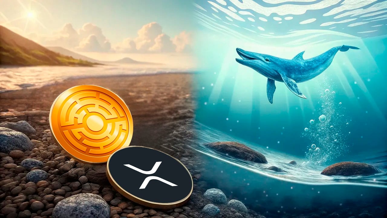 Rząd USA chce kupić XRP? Czy wieloryby przejmą MTAUR? Oto, czego możeym się spodziewać
