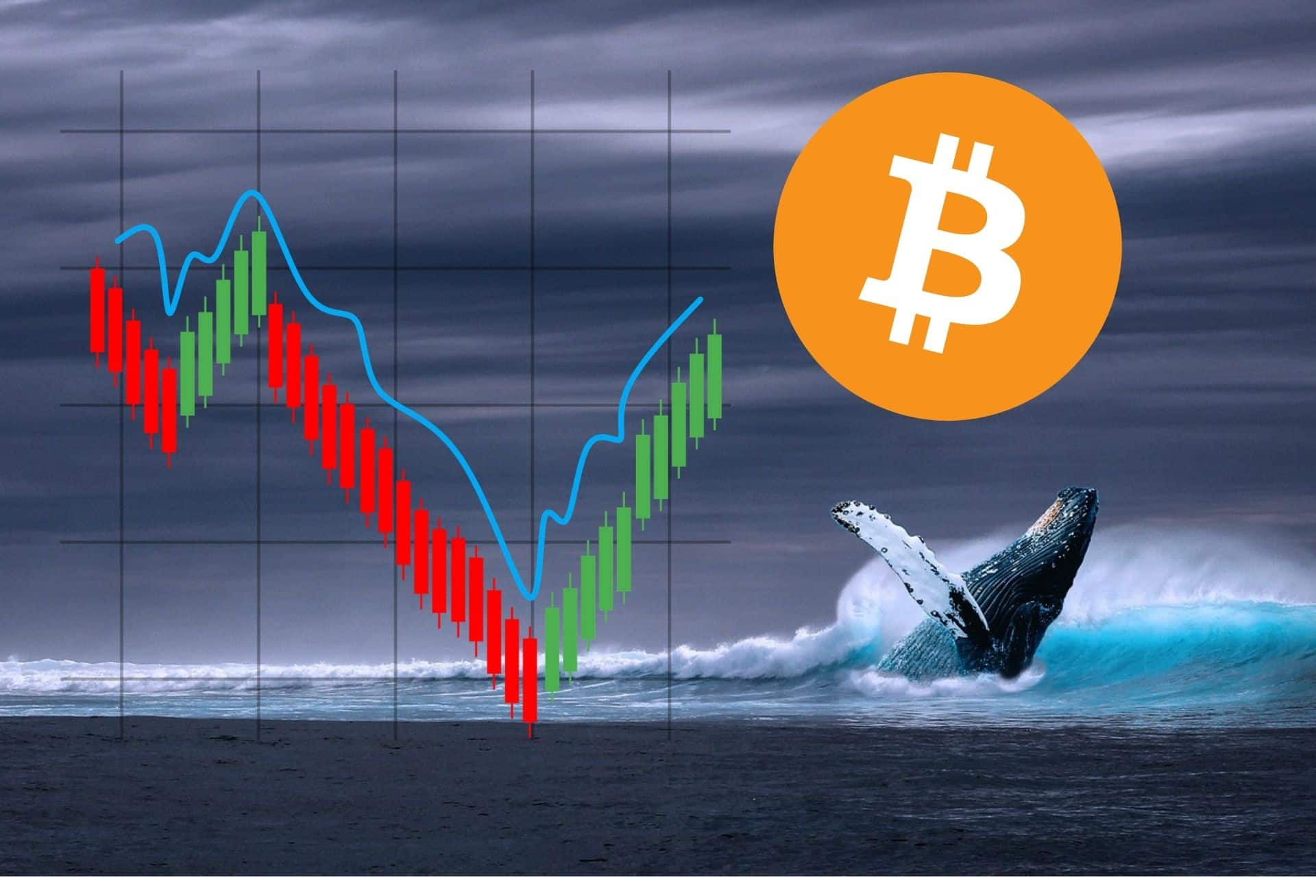 Wieloryby obraziły się na Bitcoina? Te dane rozwiewają wątpliwości