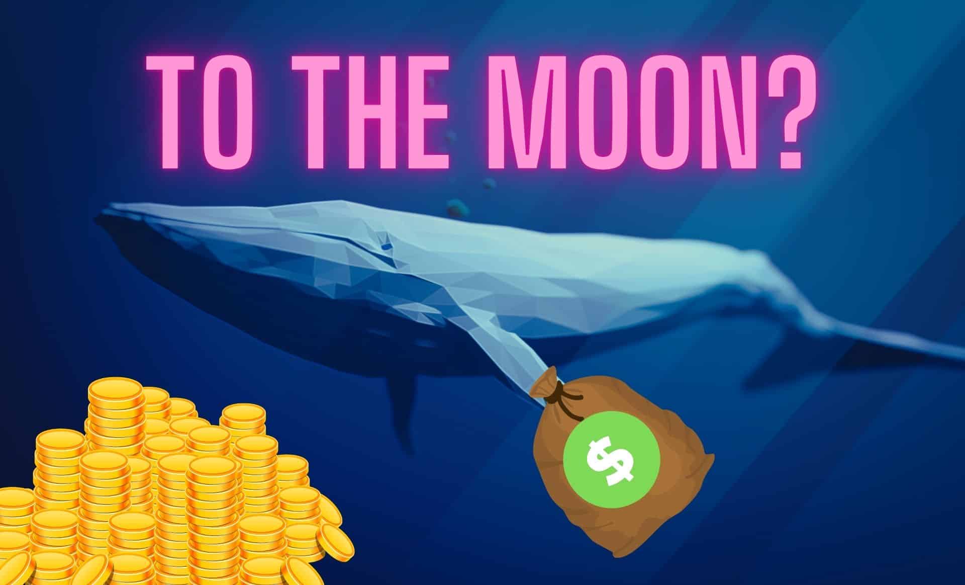 Wieloryby zdradzają kolejnego zwycięzcę? Kupiły aż 250 mln sztuk tej kryptowaluty