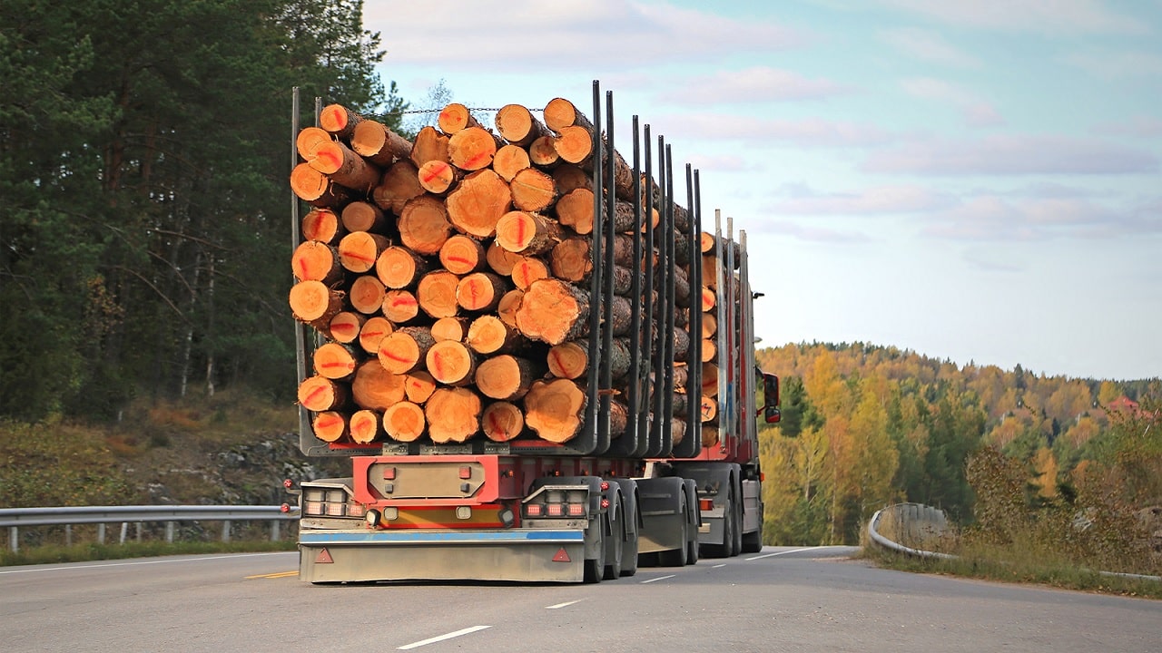 Gospodarka leśna pod topór, żeby Zielonym się podobało.