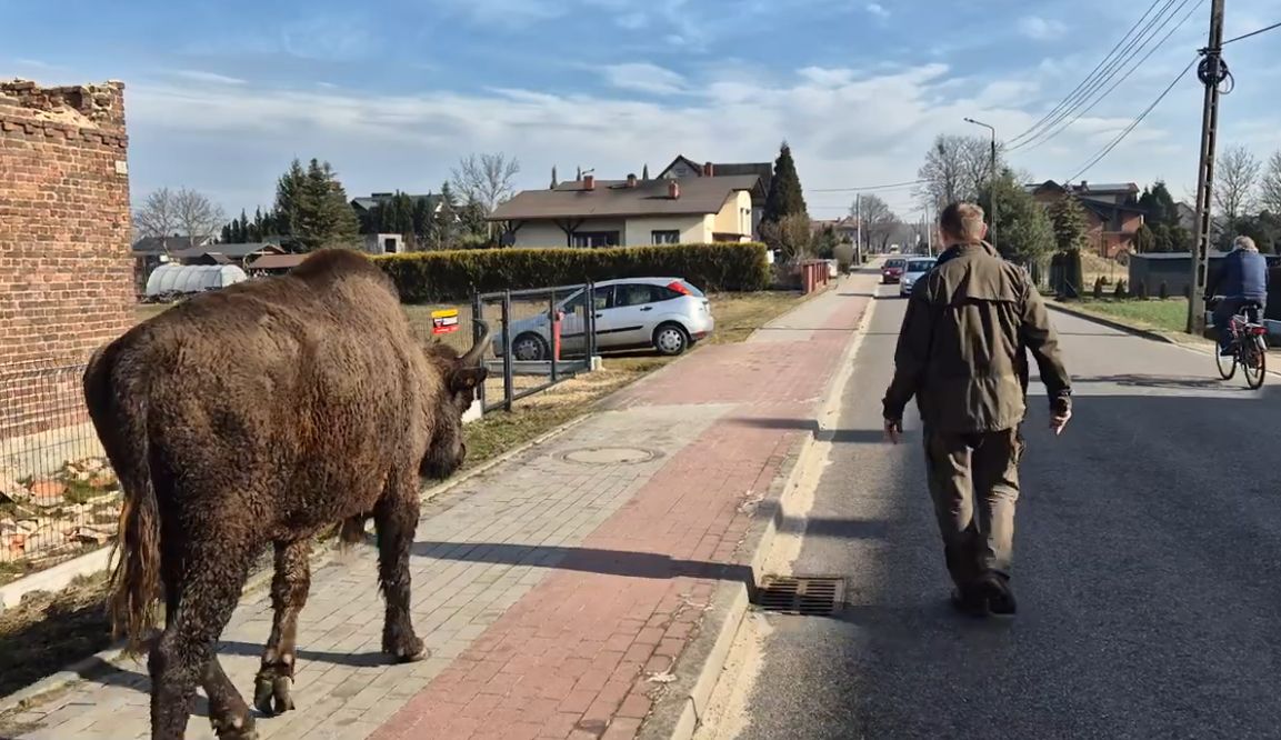[FILMY] Gmina Bojszowy: Żubr spokojnie spacerował po chodniku