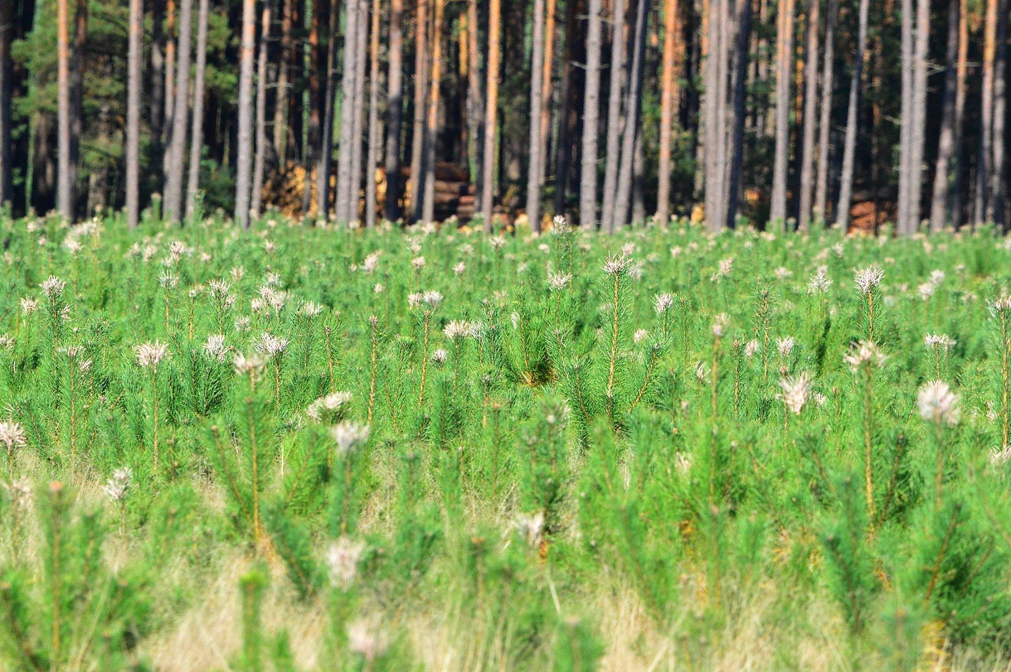 Przedstawiciele branży drzewnej z terenu RDLP Białystok apelują do samorządowców z obszarów puszczańskich województwa podlaskiego i warmińsko-mazurskiego.      