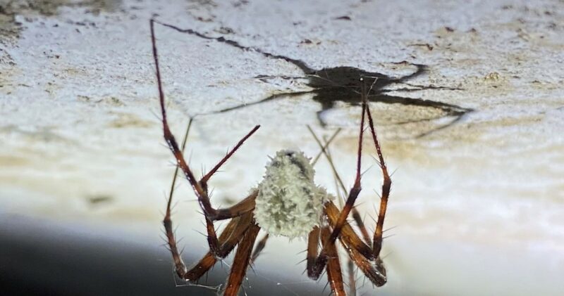 Pająki jak z koszmarów. „Grzyb zamienia je w zombie”