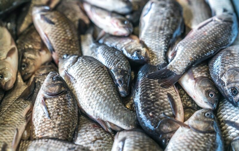 Jesz „świeże” ryby? Naukowcy mają dla ciebie złą wiadomość