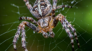 Oto „kosmiczna sieć”. Czym ona jest i co przedstawia