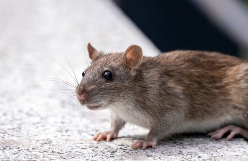Inwazja szczurów. Rosnące temperatury to więcej gryzoni w miastach