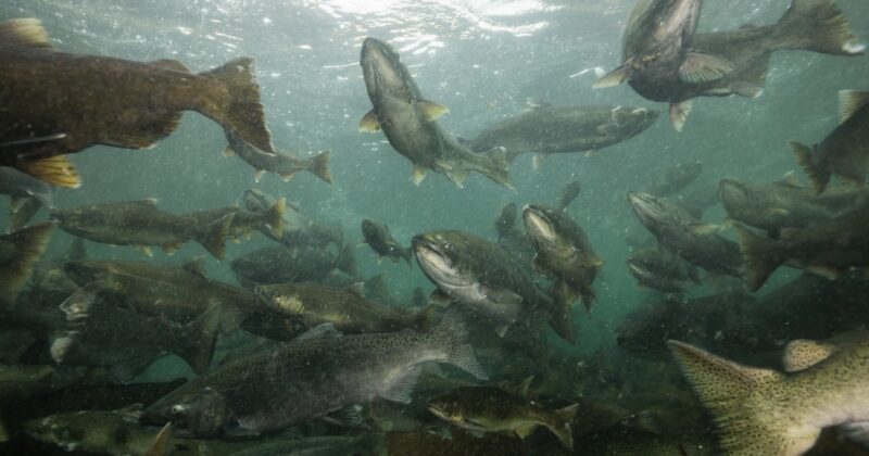 Tysiące łososi uciekło z norweskiej hodowli. „Mogą zagrozić ekosystemowi”