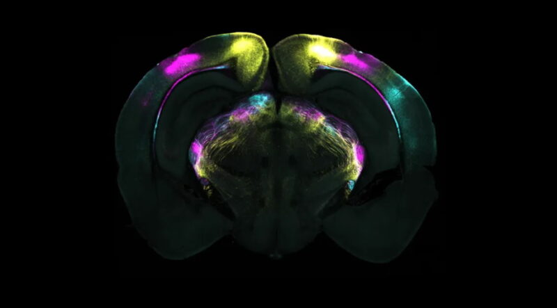 Naukowcy odkryli mechanizm, który pomaga przezwyciężyć strach