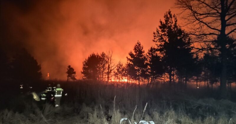 Groźny pożar lasu pod Mielcem. Strażacy walczyli z ogniem przez całą noc