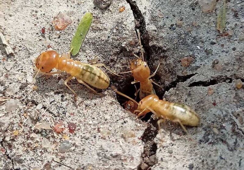 Larwy much żyją incognito wśród termitów i korzystają z ich zasobów