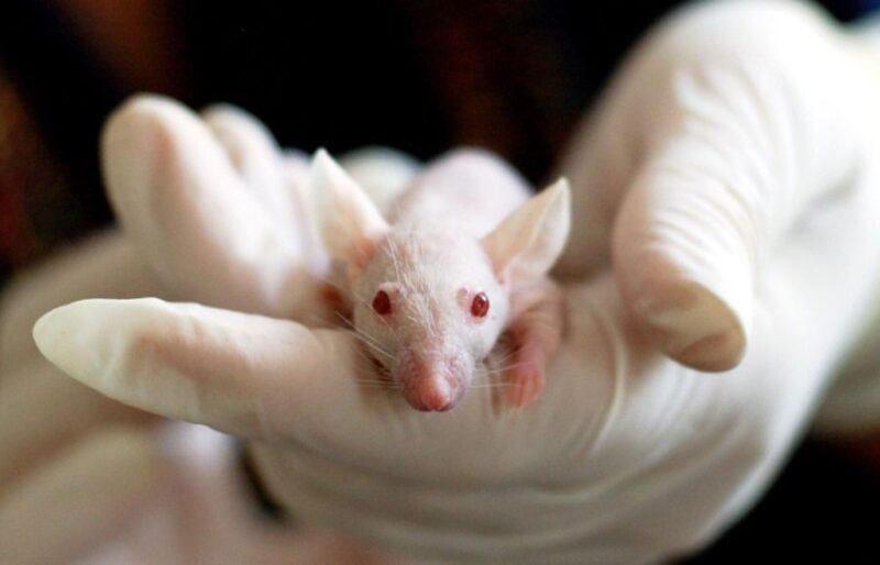 Resuscytacja u gryzoni? Myszy próbują „reanimować” nieprzytomnych towarzyszy