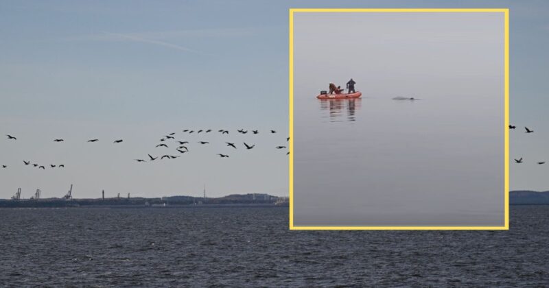 Humbak uwolniony z sieci w Międzyzdrojach. Akcja zakończona sukcesem