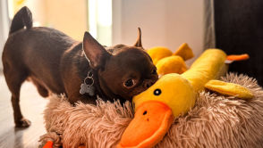 Koniec ery chemikaliów w produkcji szkła Naukowcy znaleźli lepszy sposób!