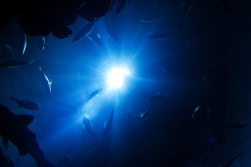 W najgłębszych obszarach oceanów kwitnie życie. Naukowcy odkryli ponad 7 tys. nowych gatunków