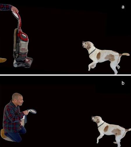 Ludzie nie potrafią dobrze odczytywać emocji psów