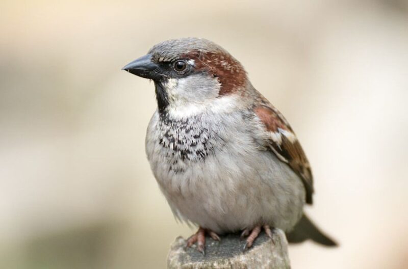 Coraz mniej wróbli w polskich miastach i na wsiach