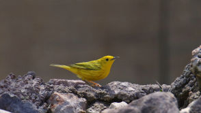 Ta gwiazda mogła… wybuchnąć! Co to dla nas oznacza