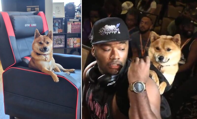 Jak pies Shiba Inu podbił serca internautów?