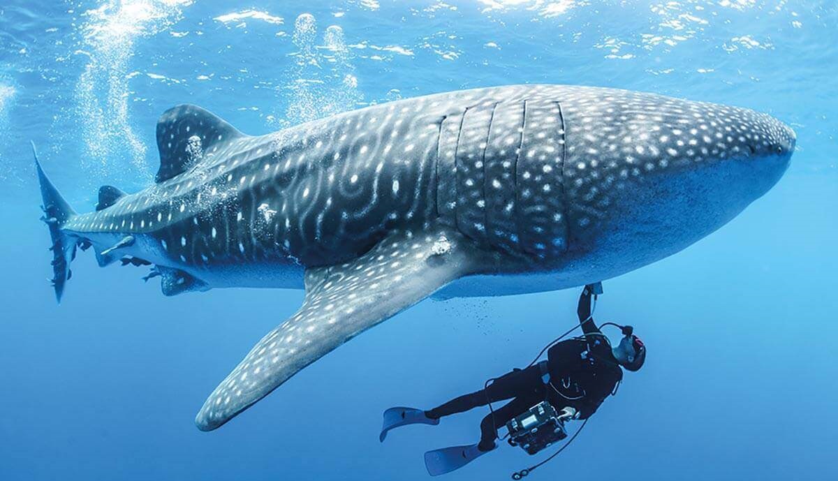 Czy rekin wielorybi jest największa rybą na świecie?