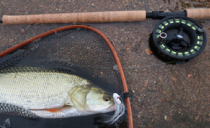 Jak łowić bolenie w małej i średniej rzece?