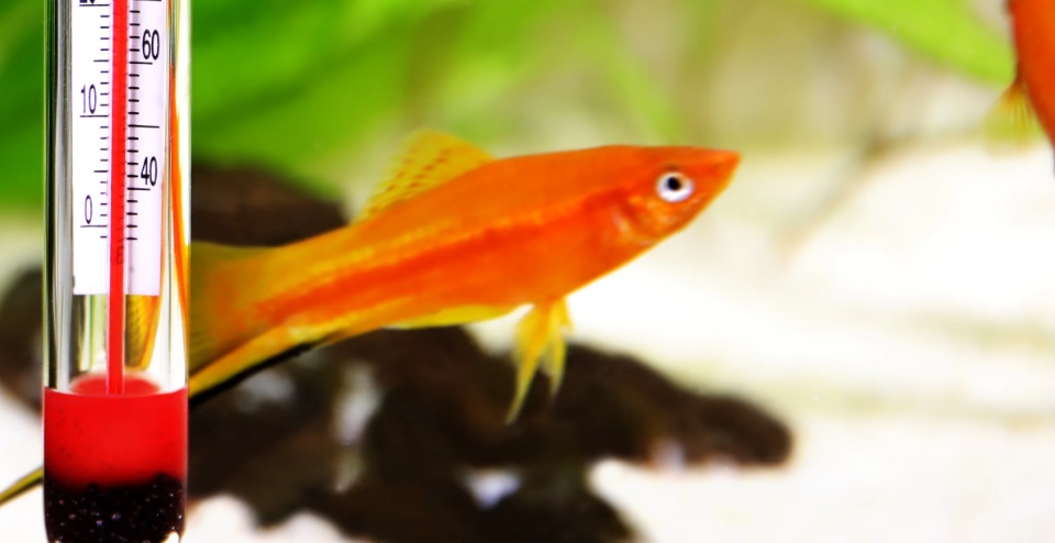 Czym schłodzić wodę w akwarium?