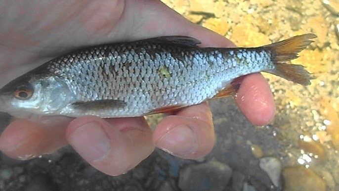 Jak i gdzie łapać zimowe płocie?