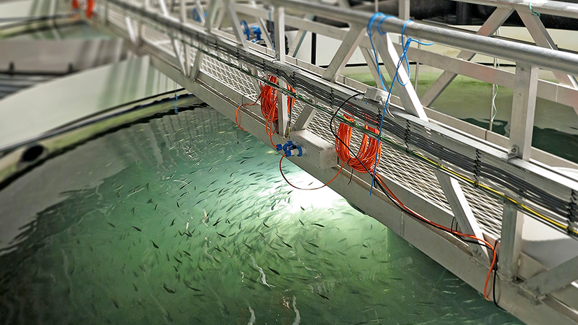 W jakiej odległości można wędkować od urządzeń hydrotechnicznych?