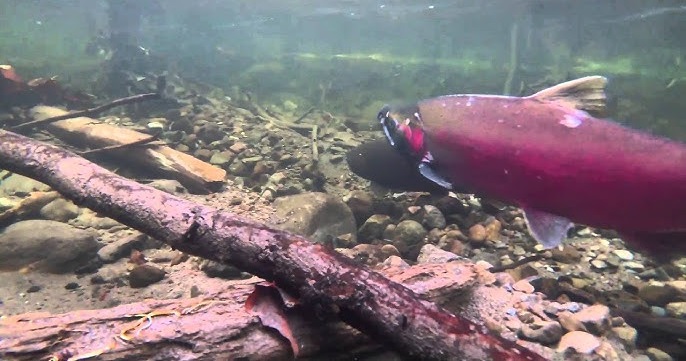 Jaka ryba ma tarło w listopadzie?