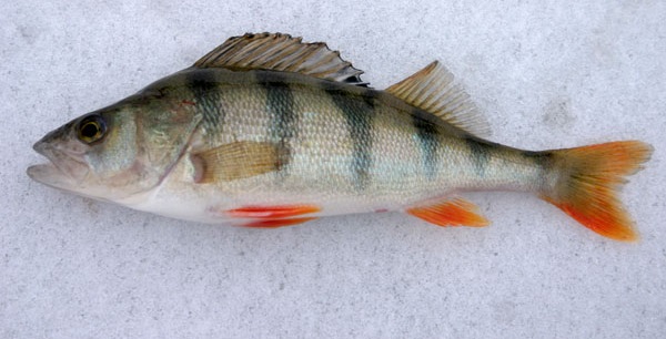 Czy okonie biorą w listopadzie?