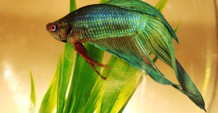 Czy welon musi mieć pompkę?