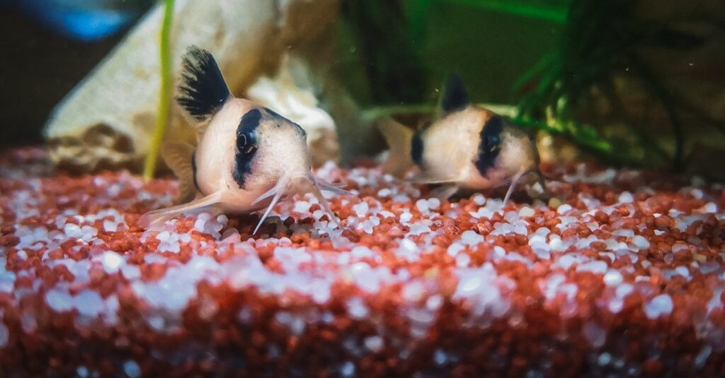 Czy kirysek panda potrzebuje towarzystwa?