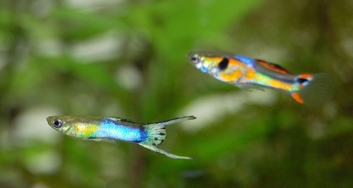 Czy gupiki są agresywne?