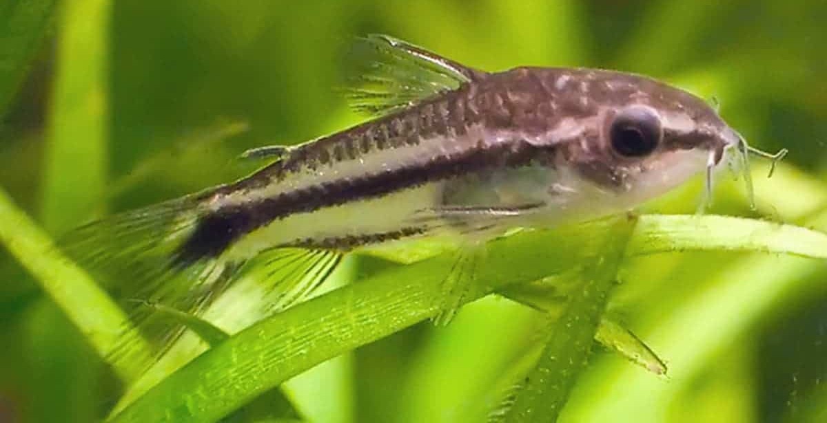 Czy sumik karłowaty jest jadalny?