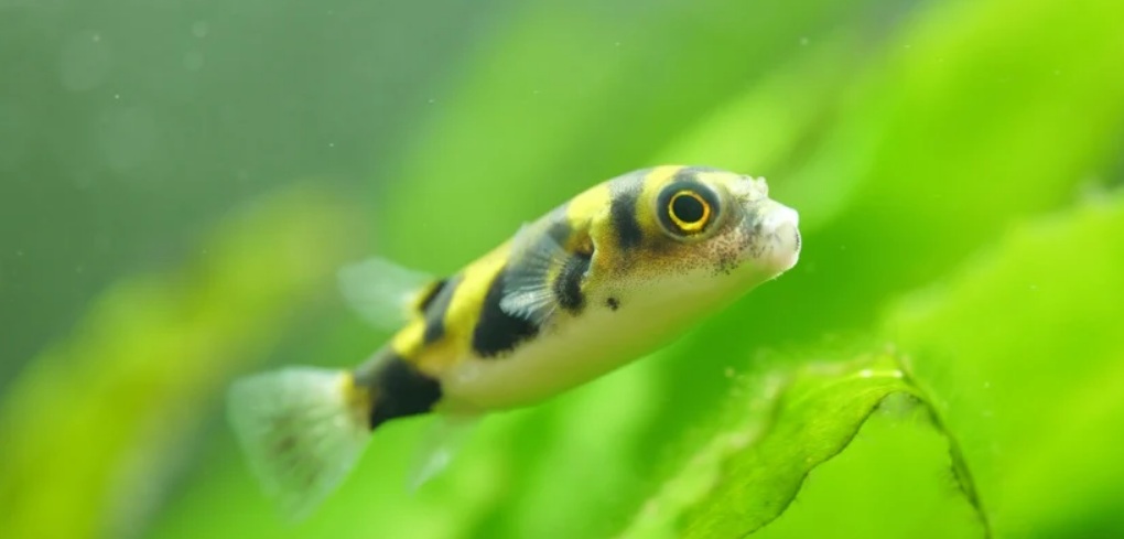 Z jakimi rybami może być kolcobrzuch?