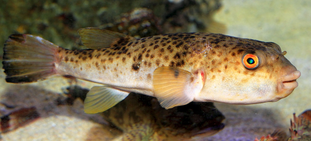 Czy kolcobrzuch jest jadowity?