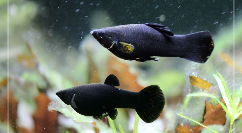 Czym się różni samiec od samicy molinezji?